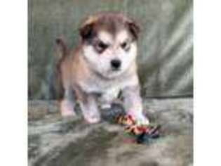 Alaskan Malamute Puppy for sale in Montezuma, KS, USA