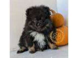 Pomeranian Puppy for sale in Westphalia, KS, USA