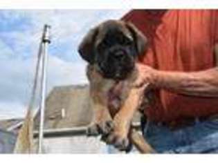 Mastiff Puppy for sale in Lewisburg, OH, USA