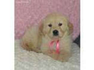 Golden Retriever Puppy for sale in Vestaburg, MI, USA