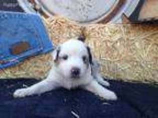 Miniature Australian Shepherd Puppy for sale in Pima, AZ, USA