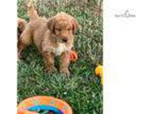 Labradoodle Puppy for sale in Greenville, SC, USA