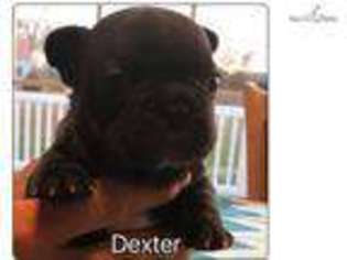 French Bulldog Puppy for sale in Salt Lake City, UT, USA