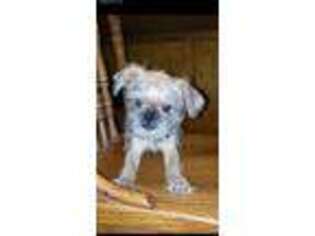 Brussels Griffon Puppy for sale in Alexandria, NE, USA