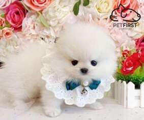 Pomeranian Puppy for sale in Deer Park, NY, USA
