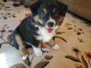 Australian Shepherd Puppy for sale in Pulaski, VA, USA