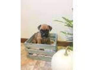 Boxer Puppy for sale in Richland Center, WI, USA