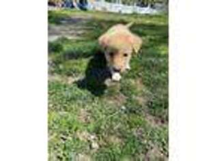 Golden Retriever Puppy for sale in Newport, RI, USA