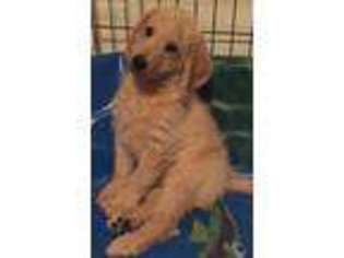 Labradoodle Puppy for sale in Mesa, AZ, USA