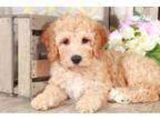 Cavapoo Puppy for sale in Columbus, OH, USA