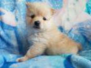 Pomeranian Puppy for sale in Lone Grove, OK, USA