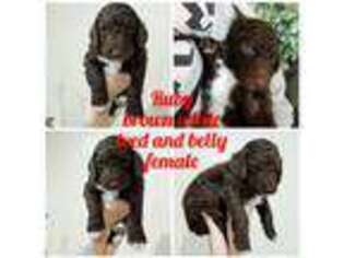 Labradoodle Puppy for sale in Spanish Fork, UT, USA