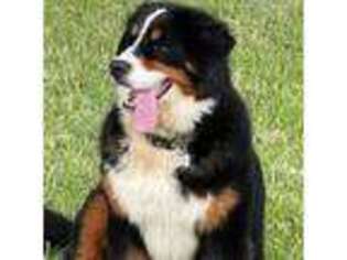 Bernese Mountain Dog Puppy for sale in Conroe, TX, USA