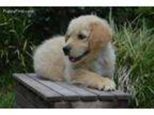 Goldendoodle Puppy for sale in Live Oak, FL, USA