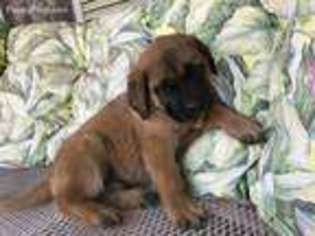 Mastiff Puppy for sale in Huntsville, AL, USA