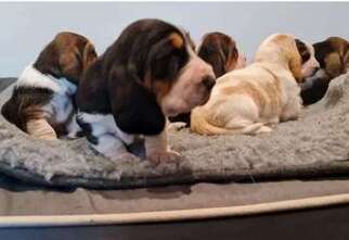 Basset Hound Puppy for sale in Boardman, OR, USA