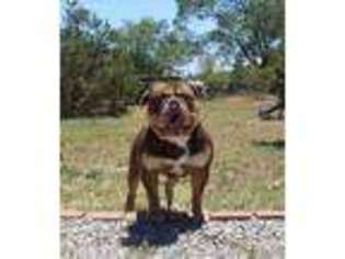 Olde English Bulldogge Puppy for sale in Eagle Point, OR, USA
