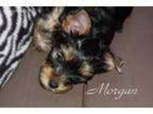 Yorkshire Terrier Puppy for sale in Hemphill, TX, USA