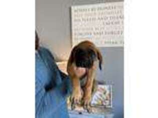 Mastiff Puppy for sale in Transylvania, LA, USA