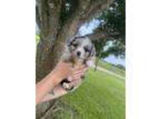 Australian Shepherd Puppy for sale in Hempstead, TX, USA