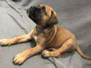 Bullmastiff Puppy for sale in Loris, SC, USA
