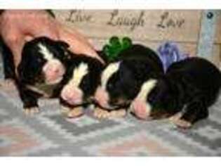 Bernese Mountain Dog Puppy for sale in Kendallville, IN, USA