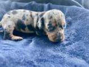 Dachshund Puppy for sale in Dublin, GA, USA