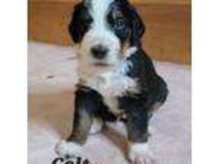 Mutt Puppy for sale in Hurlock, MD, USA