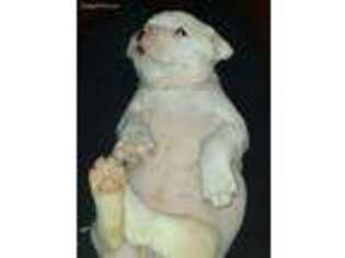 American Bulldog Puppy for sale in Longmont, CO, USA