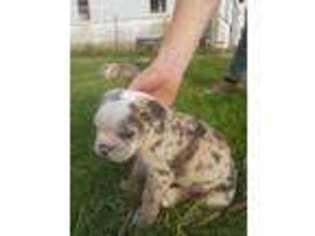 Olde English Bulldogge Puppy for sale in Cicero, IN, USA