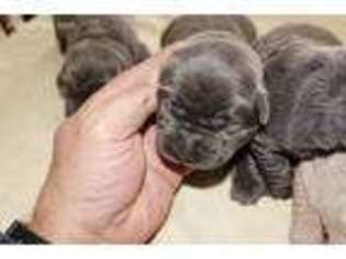 Labrador Retriever Puppy for sale in Bardstown, KY, USA