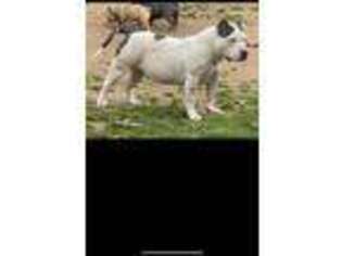 American Bulldog Puppy for sale in Bentonville, AR, USA