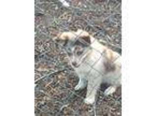 Australian Shepherd Puppy for sale in Union Grove, NC, USA