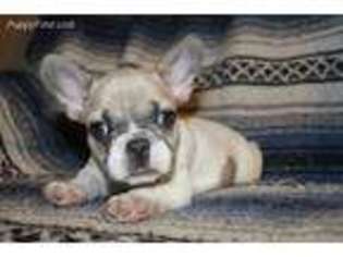 French Bulldog Puppy for sale in Joice, IA, USA