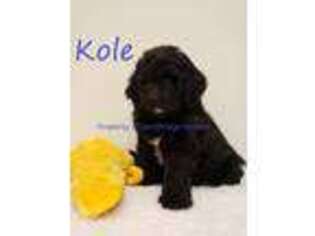 Newfoundland Puppy for sale in Cortland, OH, USA