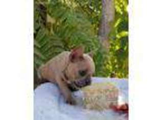French Bulldog Puppy for sale in Taft, CA, USA