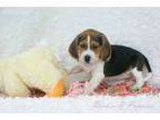 Beagle Puppy for sale in Pottersville, MO, USA