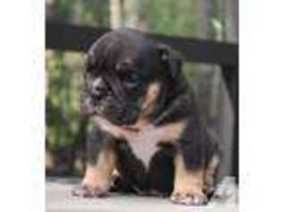 Olde English Bulldogge Puppy for sale in MIDDLEBURG, FL, USA