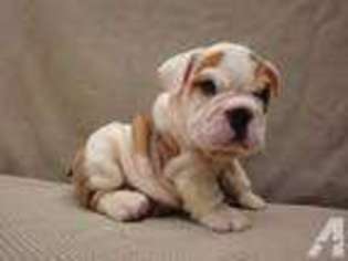 Bulldog Puppy for sale in LIVERMORE, CA, USA