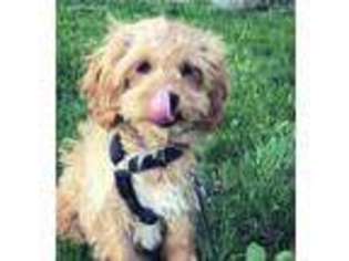 Cavapoo Puppy for sale in Sheridan, IN, USA