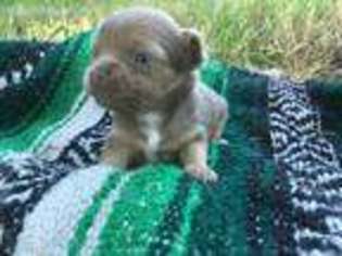 Chihuahua Puppy for sale in Cleburne, TX, USA