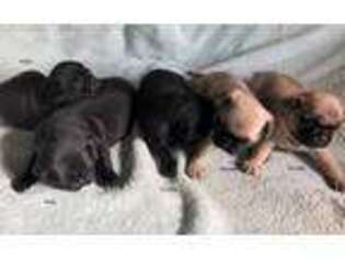 Pug Puppy for sale in Millersburg, OH, USA