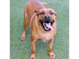 Rhodesian Ridgeback Puppy for sale in LOXAHATCHEE, FL, USA