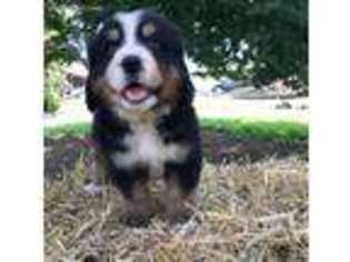 Bernese Mountain Dog Puppy for sale in Danielsville, PA, USA