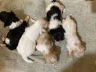 Havanese Puppy for sale in Broadway, VA, USA