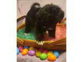 Labradoodle Puppy for sale in Ottawa, OH, USA