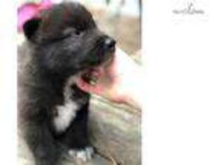 Wolf Hybrid Puppy for sale in Richmond, VA, USA
