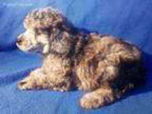 Mutt Puppy for sale in Nocona, TX, USA