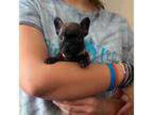 French Bulldog Puppy for sale in Owensboro, KY, USA
