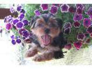 Yorkshire Terrier Puppy for sale in Taylors Falls, MN, USA